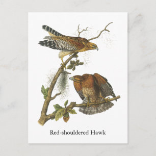 Cartão Postal Falcão de ombros vermelhos, John Audubon