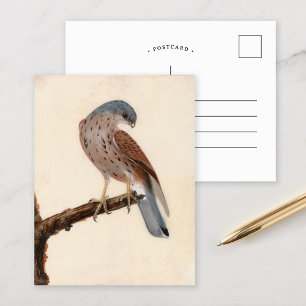 Cartão Postal Falcão Fêmea Peneireiro William Lewin