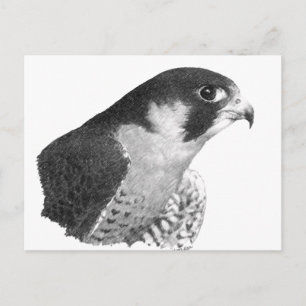 Cartão Postal Falcão-lápis peregrino