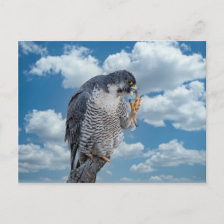 Cartão Postal Falcão Peregrine ao longo do rio Hudson