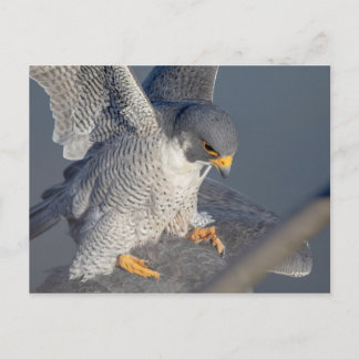 Cartão Postal Falcão Peregrine ao longo do rio Hudson