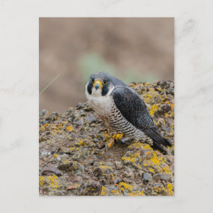Cartão Postal Falcão peregrino