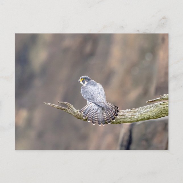 Cartão Postal Falcão Peregrino no Parque Interestadual de Palisa (Frente)