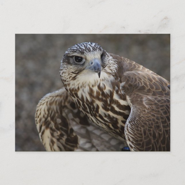 Cartão Postal Falco cherrug (Frente)