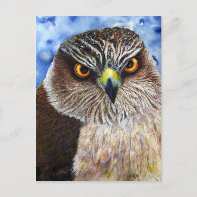 Cartão Postal Falcões-de-asa-larga (Frente)