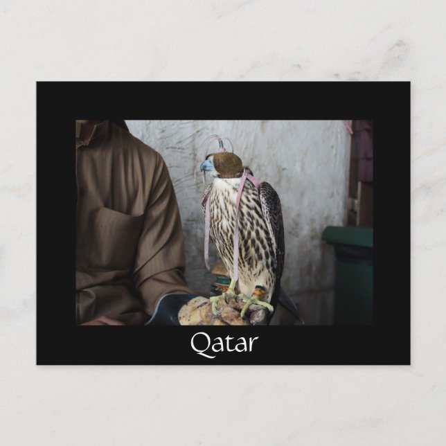 Cartão postal Falconry Falcon Black Qatar (Frente)