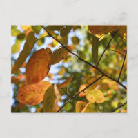 Fall Leaf Autumn Deixa Sky Nature Fotografia