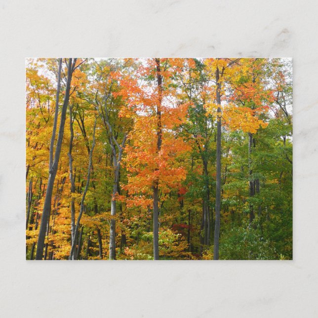 Cartão Postal Fall Maple Trees Autumn Nature Fotografia (Frente)