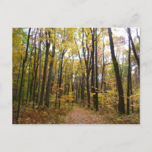Cartão Postal Fall Trail and Ouro Leaves no Laurel Hill Park