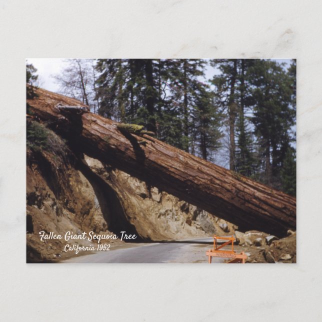 Cartão Postal Fallen Giant Sequoia Tree California 1952 (Frente)