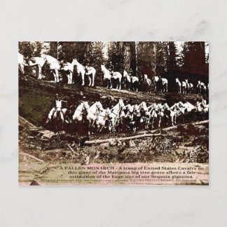 Cartão Postal Fallen Monarch - Cartão-postal