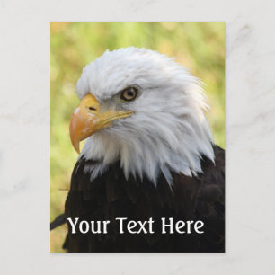 Cartão Postal Falln Bald Eagle Liberty