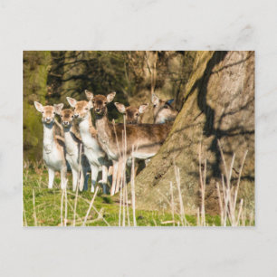 Cartão Postal Fallow Deer no parque de Holkham, em Norfolk, Ingl