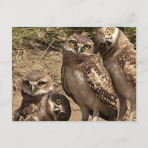 Cartão Postal fam uil