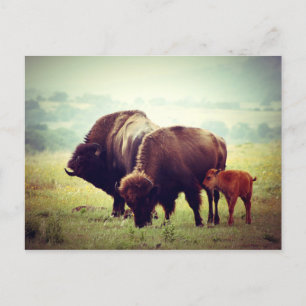 Cartão Postal Família Americana de Buffalo (Bison)