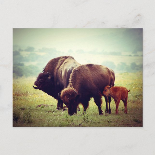 Cartão Postal Família Americana de Buffalo (Bison) (Frente)