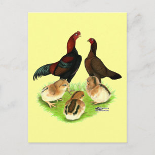 Cartão Postal Família Aseel Black Red Chicken