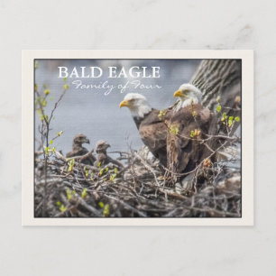 Cartão Postal Família Bald Eagle de Quatro