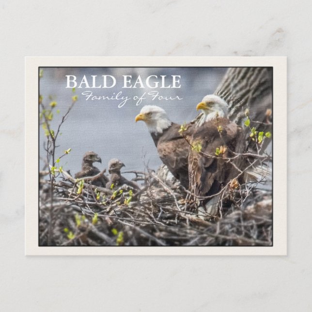 Cartão Postal Família Bald Eagle de Quatro (Frente)