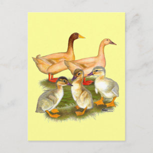 Cartão Postal Família Buff Orpington Duck