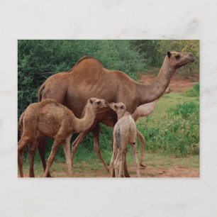 Cartão Postal Família Camel