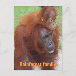 Cartão Postal Família da Floresta Tropical de Kalimantan Indonés