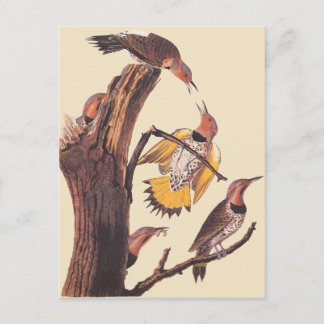 Cartão Postal Família de Aves de Pica-Pica-Pau-Ouro de Audubon