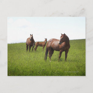 Cartão Postal Família de cavalo no campo