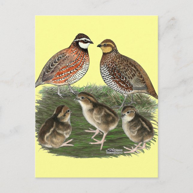 Cartão Postal Família de Codorna Bobwhite (Frente)
