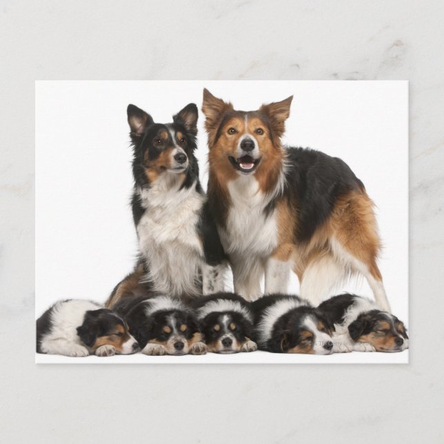 Cartão Postal Família de collie de fronteira (Frente)