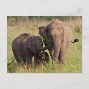 Cartão Postal Família de Elefantes Asiáticos Indianos na Savana