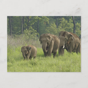 Cartão Postal Família de Elefantes Indianos
