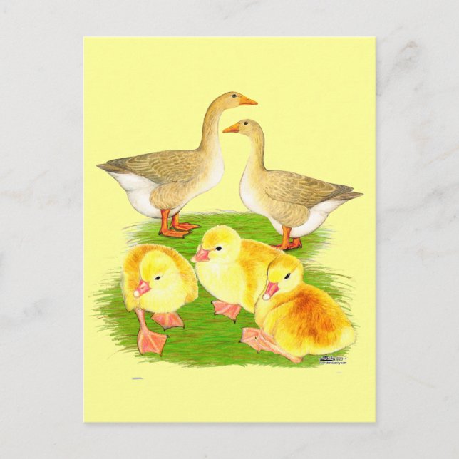Cartão Postal Família de Ganso Buff (Frente)