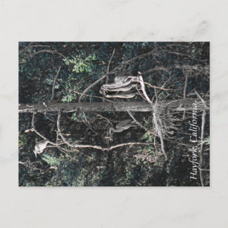 Cartão Postal Família de Garças...