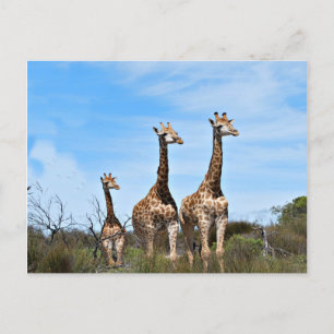 Cartão Postal Família de Girafas