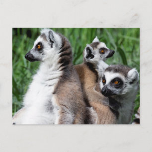 Cartão Postal Família de Lemur de Ring-tail