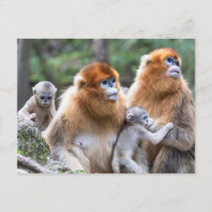Cartão Postal Família de macacos com nariz nu do ouro