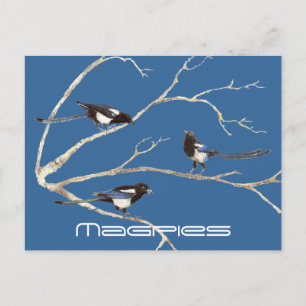 Cartão Postal Família de Magpies, Aves, Natureza, Vida Selvagem