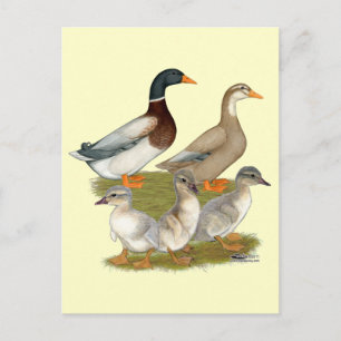 Cartão Postal Família de Patos da Saxónia