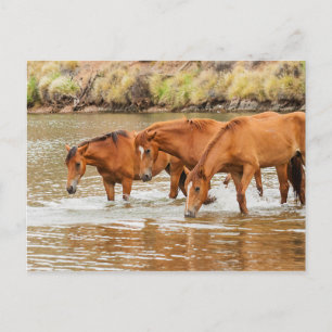 Cartão Postal Família do Cavalo Marrom no rio