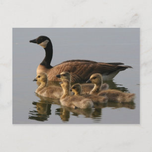 Cartão Postal Família do pato selvagem
