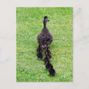 Cartão Postal Família Duck