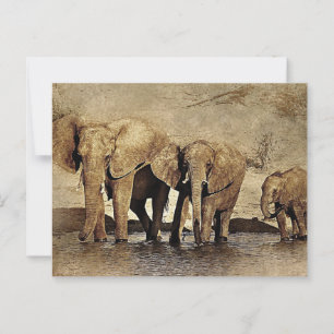 Cartão Postal Família Elefante
