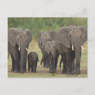 Cartão Postal Família Elefante