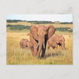 Cartão Postal Família elefante nos arbustos