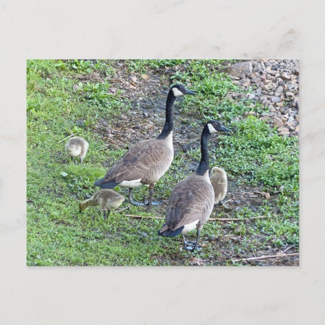 Cartão Postal Família Geese Canadense (Frente)