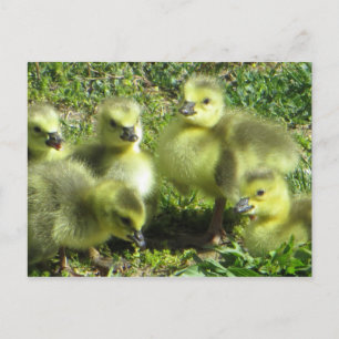 Cartão Postal Família Goose