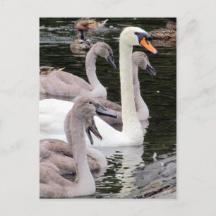 Cartão Postal Família Mute Swan
