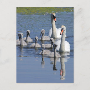 Cartão Postal Família Mute Swan