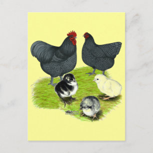 Cartão Postal Família Orpington Blue Chicken
